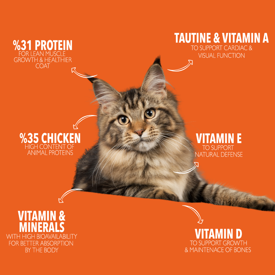ADULT CATS 10KG