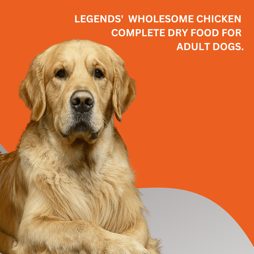 ADULT DOGS 15KG