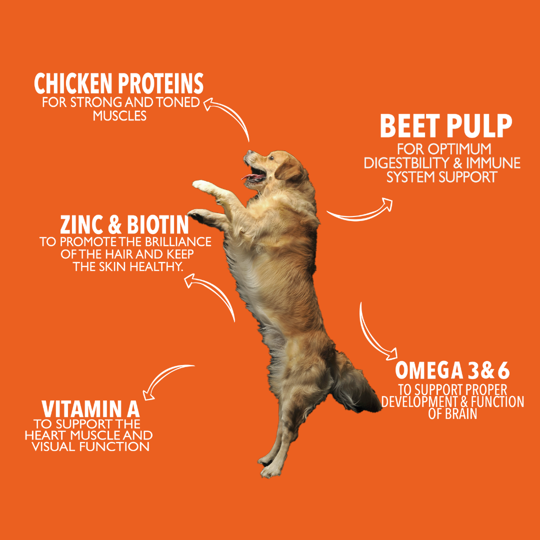ADULT DOGS 15KG