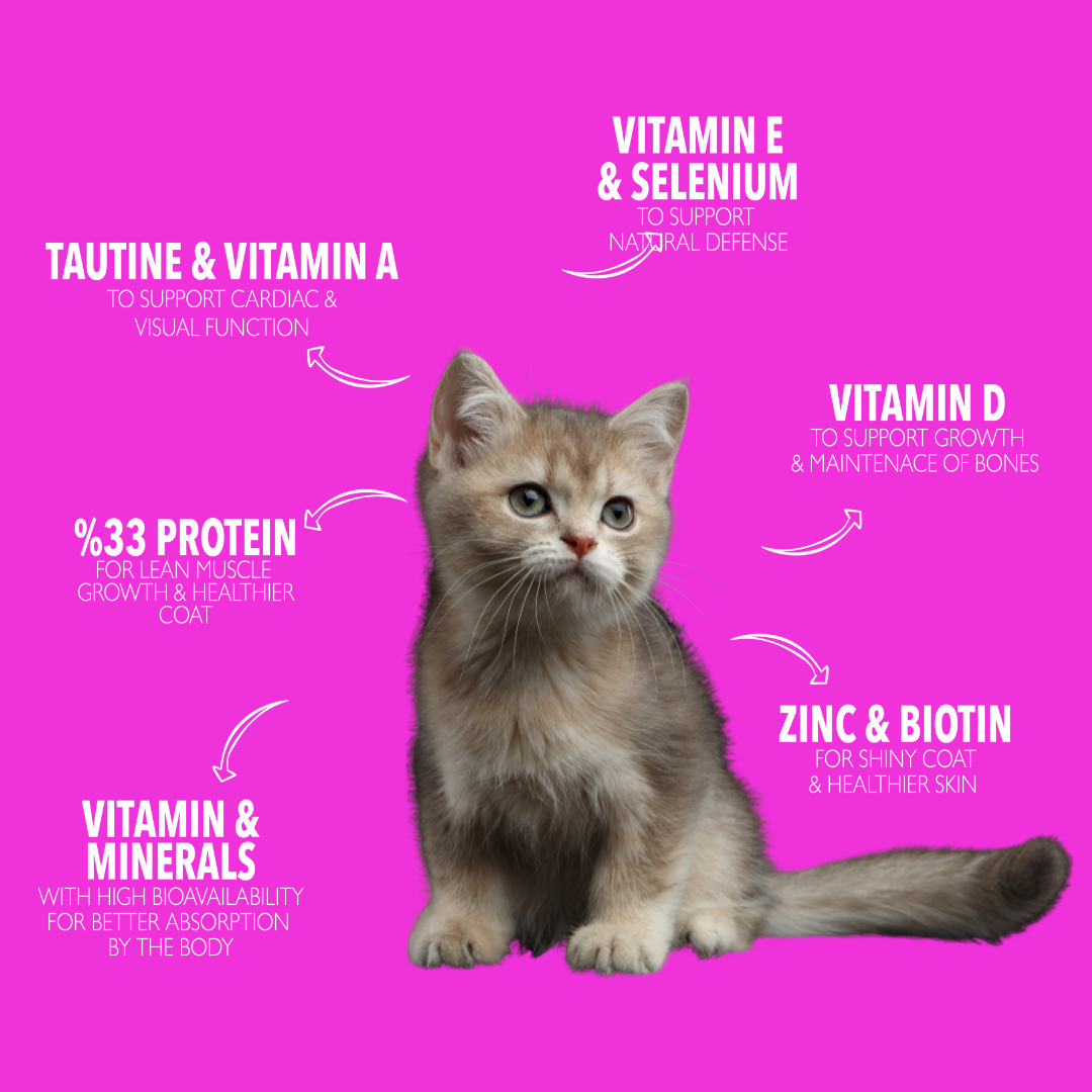 KITTEN 3KG